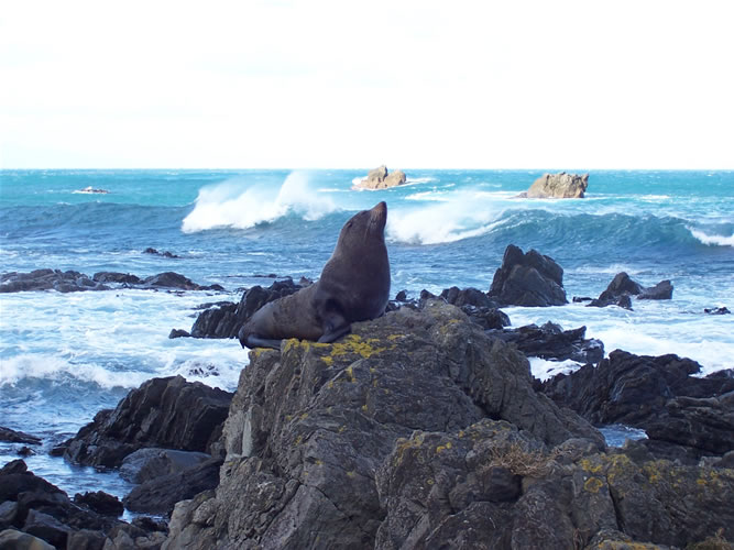 Photo d'une otarie en Nouvelle-zélande